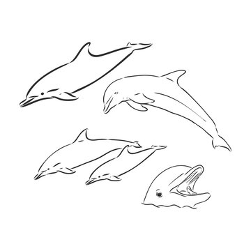 Dolphin Line Art Doodle, a hand drawn vector cartoon illustration of a cute dolphin.