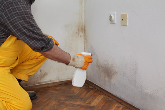 Mold removal in home, worker spraying cleaning solution from bottle to wall