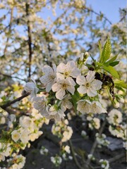 blooming tree