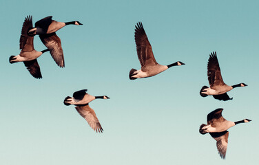 geese in flight