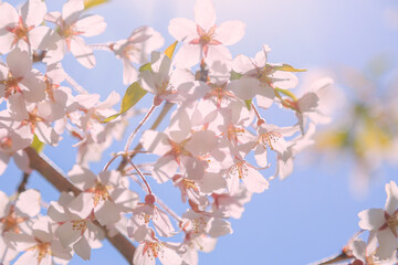 桜, さくら, サクラ, 花