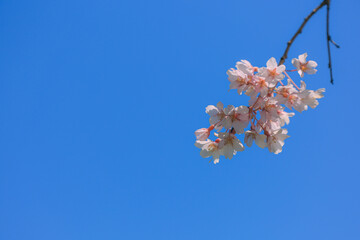 桜, さくら, サクラ, 花