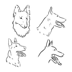 Sketch of Belgian Shepherd dog, Hand drawn illustration.