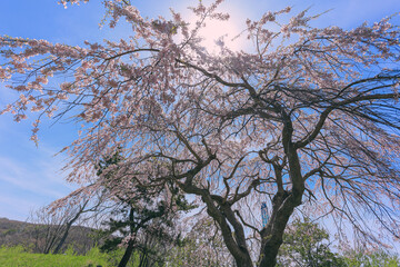 桜, さくら, サクラ, 花