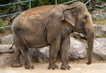 Huge elephant in zoo