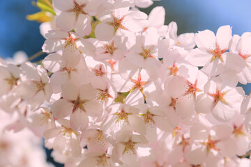 桜, さくら, サクラ, 花