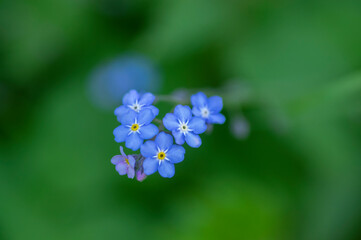 Myosotis sylvatica wood forget-me-not beautiful flowers in bloom, wild plants flowering in forests