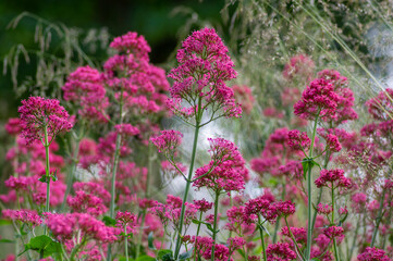 Centranthus ruber red spur valerian flowering plant, bright red pink flowers in bloom, green stem...