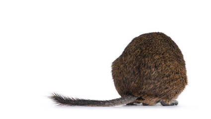 Young Degu rodent aka Octodon degus, sitting backwards. Isolated on a white background.