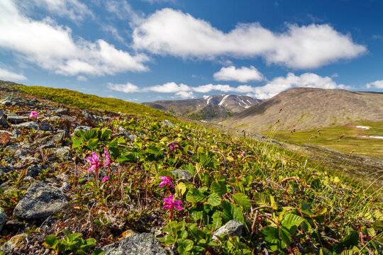 Summer mountain Arctic landscape. Wild flowers of Rhododendron camtschaticum among dwarf alder (Alnus alnobetula) in the tundra on the hillside. Tundra wildflowers and plants. Chukotka, Russia.