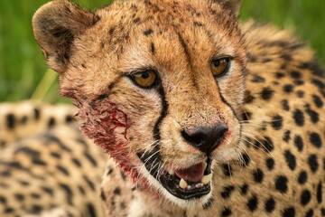 Close-up of bloodstained cheetah sitting turning head
