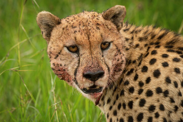 Close-up of bloody cheetah sitting turning head