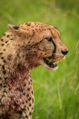 Close-up of bloody cheetah sitting on grass