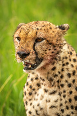 Close-up of bloody cheetah sitting in grass