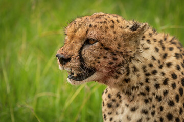 Close-up of bloodstained cheetah sitting in grass