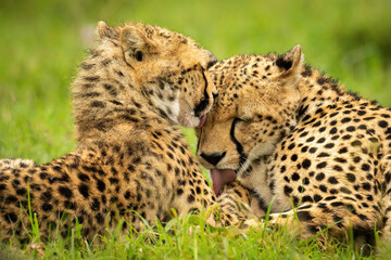 Close-up of cheetah and cub in grass
