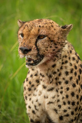 Close-up of bloodstained cheetah sitting looking down