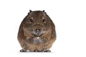 Young Degu rodent aka Octodon degus, sitting facing front on hind paws. Holding food in front paws eating. Looking straight at lens. Isolated on a white background.