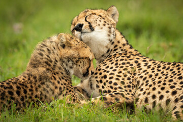 Close-up of cheetah and cub lying nuzzling