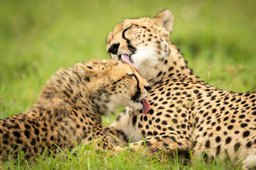 Close-up of cheetah and cub grooming together