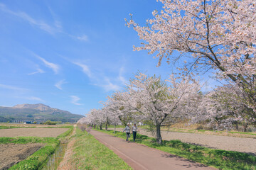 Fototapeta na wymiar 桜, さくら, サクラ, 花