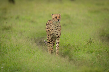 Cheetah walks along track through long grass