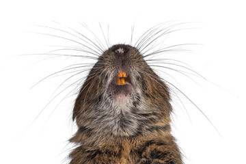 Head shot of young Degu rodent aka Octodon degus, looking up showing typical orange healthy teeth.  Isolated on a white background.