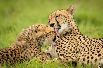 Naklejka na ściany i meble Close-up of cheetah and cub grooming themselves