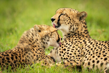 Close-up of cheetah and cub licking themselves