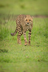 Cheetah walks across short grass raising paw