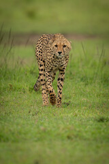 Cheetah walks across short grass lifting paw