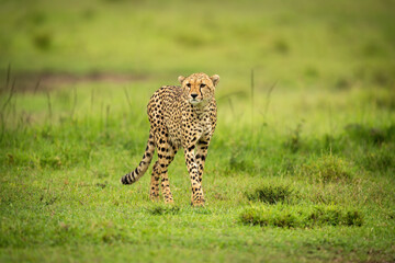 Cheetah walks across short grass staring ahead