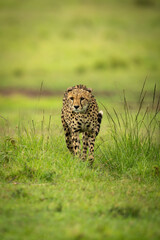 Cheetah walks towards camera on grass plain