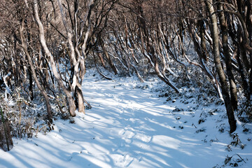 winter in the forest