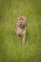 Cheetah walks towards camera through long grass