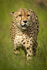 Cheetah stands in long grass staring ahead