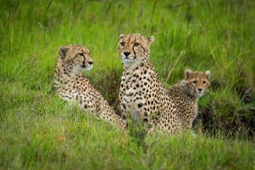 Cheetah sits staring left with two others
