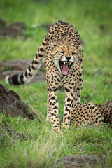 Cheetah stands yawning beside another in grass
