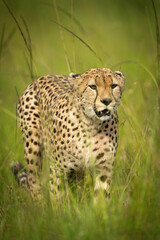 Naklejka na ściany i meble Cheetah walks through grass surrounded by flies