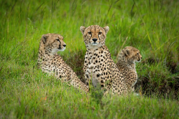 Cheetah sits staring at camera with others