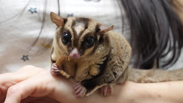 Homemade possum chews food in the hands of the hostess