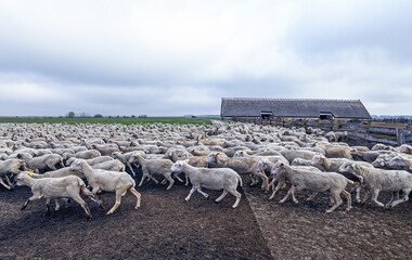 Fototapeta premium Sheep on the meadow in winter time