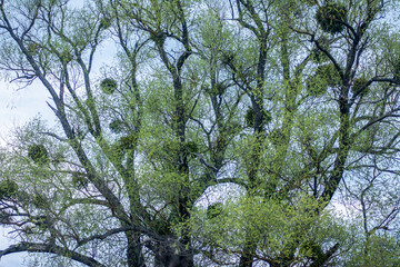 tree branches with mistletoe