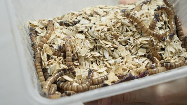 Edible cockroaches in a cooking bowl