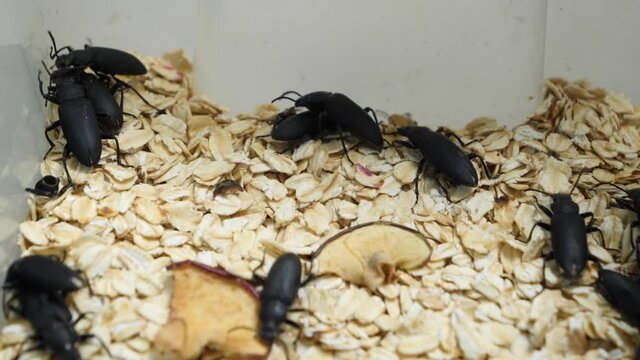 Edible cockroaches in a cooking bowl