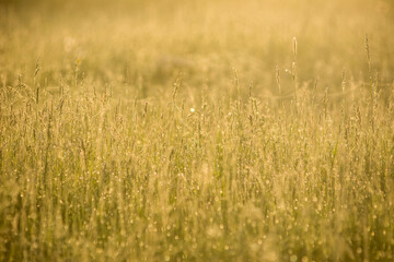 yellow field of grass on sunrise sunset