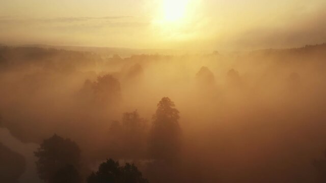 Epic aerial background of beautiful misty dark forest valley covered with thick fog on golden hazy warm summer sunrise.