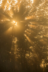 sun shines through misty tree branches