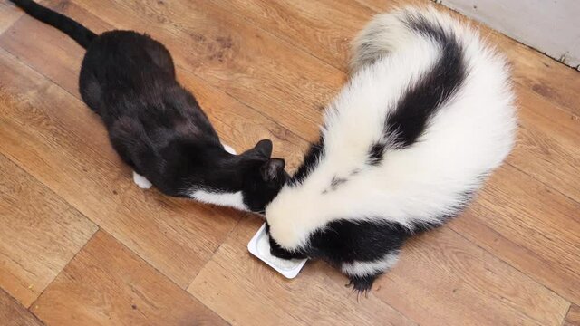 Animal friendship: skunk and cat are eaten from one bowl