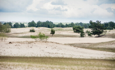 Fototapeta na wymiar desert savanna with sand, trees and clouds